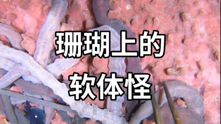 What kinds of seafood can fishermen scoop up while foraging on the seabed?
