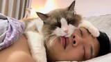 Purring is the best sound to put to sleep!  - Cute Cats Sleep With Owner