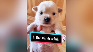 E Bư xinh ko ạ? cunyeucuadua chó chócon chókhôn chócute xuhuong fyp