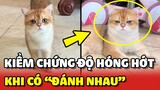 Cậu Vàng - Kiểm chứng độ HÓNG HỚT của Hoàng Thượng bằng tiếng mèo đánh nhau 😂 | Yêu Lu