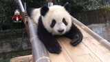 【大熊猫重重】滑梯小王子虫虫小盆友的运动秀