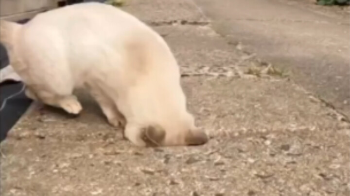 بلطجي! إنسان بلا حدود شخصية!