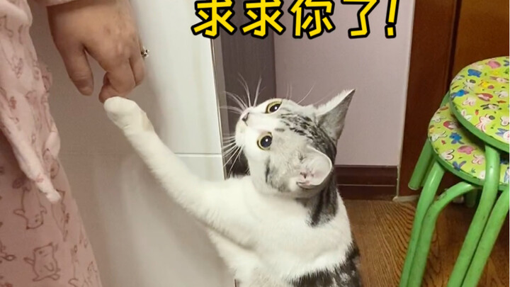 聪明的小猫，已经学会了如何使用人类～