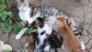 Baby Kittens Playing With Thier Mother In The Dark