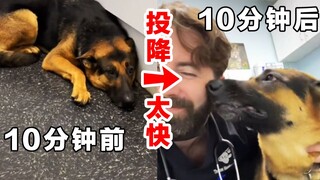 The dog surrendered way too quickly—How do vets win a dog's trust?