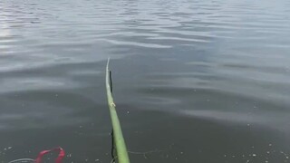 Menemani suami pergi memancing. Kebahagiaan hari ini hanyalah sebuah tongkat bambu.
