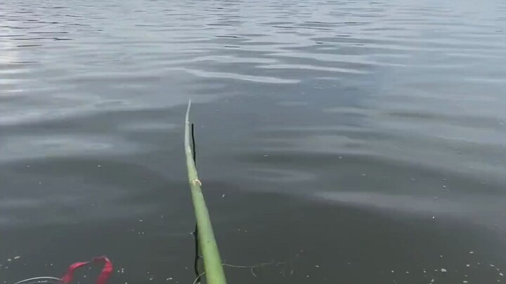 Menemani suami pergi memancing. Kebahagiaan hari ini hanyalah sebuah tongkat bambu.