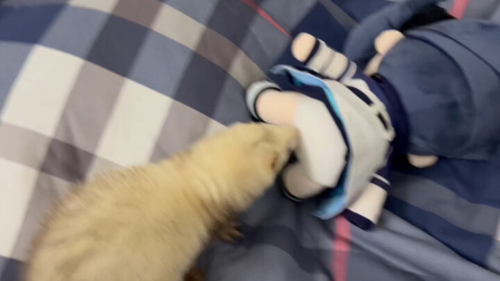 Alice vs. Baby Ferret