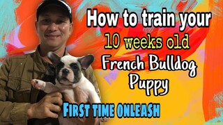 How to train your french bulldog puppy first time onleash. 2nd day session.