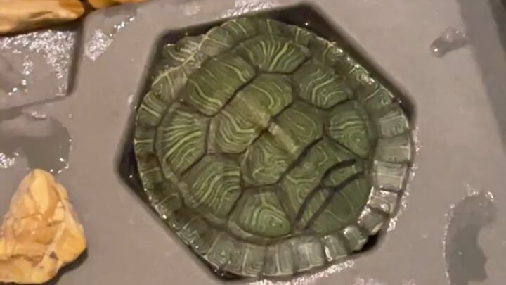 I’m so curious how it got stuck in there—I thought the turtle was lost!