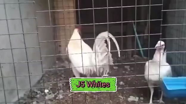 For breeding purposes only