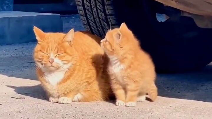 Setelah menonton, suasana hati pasti membaik~