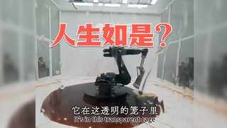 Endless struggle in a transparent cage: the self-salvation of the machine "It's hard to let go"... S