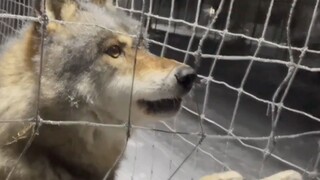 The male wolf, in a fit of anger, got angry for a moment...