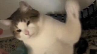 Cute Kitten Strikes with a Powerful Punch