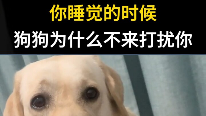 Tại sao khi bạn ngủ, chú chó lại không đến làm phiền bạn?