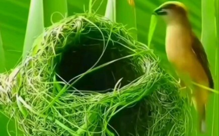 Nature’s Engineers: Bird Nest-Building Masters