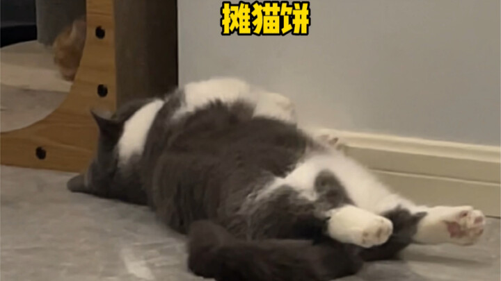 Southern Kitty’s First Time Experiencing Floor Heating