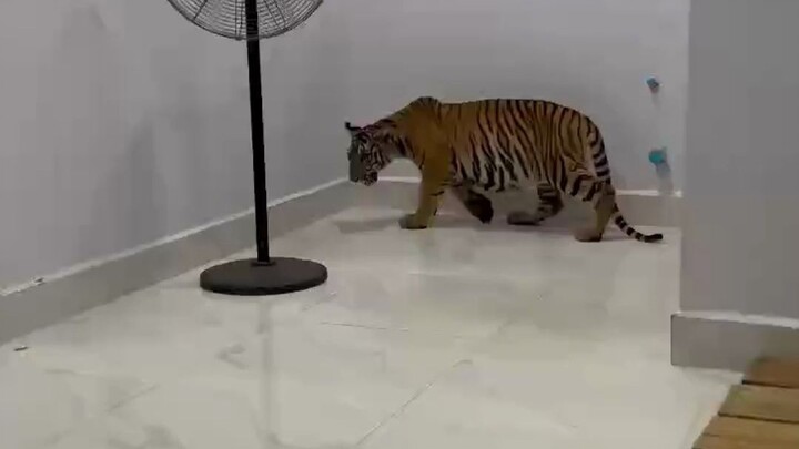 منطقيًا، هاكيمي من مستواك لا يحق لك أن تفعل ذلك معي