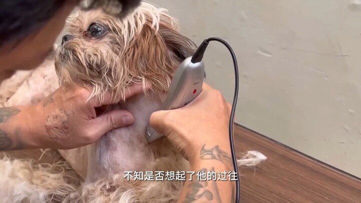 หมาจรจัดที่รู้จักประมาณตน ไม่กล้ากินอาหารที่มนุษย์ให้ ได้แต่กินแค่ขยะเท่านั้น