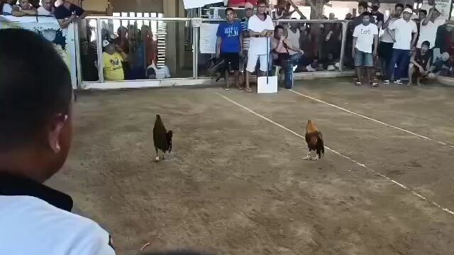 gilmore sweater x SBR