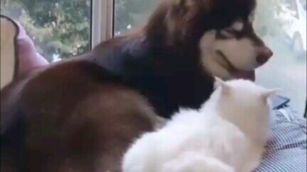[Erha and His White Cat Master] rất chân thực, tôi đã xem nó vài lần! ! Đây là tình yêu đẹp giữa Gou