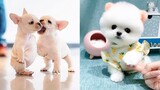 Baby Dogs - Cute and Funny Dog Videos Compilation #39 | Aww Animals
