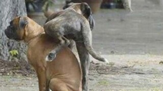 รวมคลิปสัตว์ตลก แมวฮาฮา น่ารัก [ดูเพลินๆ] : EP. 17