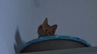 When I Read the Preface to the Orchid Pavilion Collection for My Cat