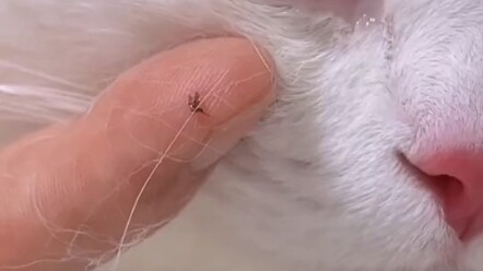 The cat was stung by a bee.