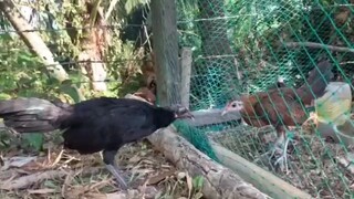 1 months old palang yan mga idol grabi kaya diko sila sinama sa isang kulongan💪#NJCgamefowl #Backya