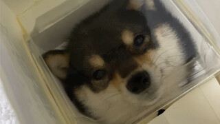 Những chiếc bánh nhỏ thế này, tôi ăn một miếng là hết một cái luôn.