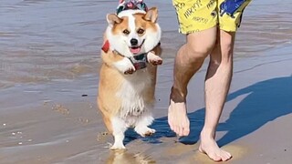 Never take your dog to the beach! Once you're there, you won't want to leave.