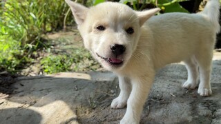 [Hewan]Mengetes Apa Reaksi Anjing Makan Pantatomidae