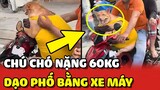 Bắt gặp CHÚ CHÓ NẶNG 60KG được bố mẹ CHỞ ĐI DẠO ngoài đường bằng xe máy 😂 | Yêu Lu