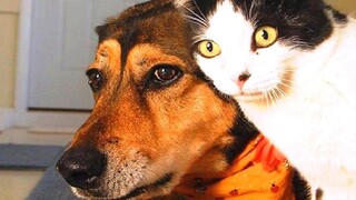 สัตว์ตลกๆ - แมว / สุนัขตลก - วิดีโอสัตว์ตลก 143
