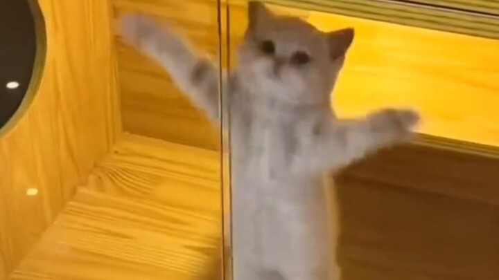 Happy Cat Reincarnated