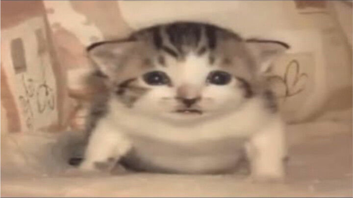 5 อันดับแรก แมวระเบิด