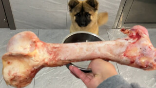 Chú chó con Sheniu đã vô cùng kinh ngạc khi nhìn thấy một chiếc xương lớn và quá sợ hãi đến nỗi khôn