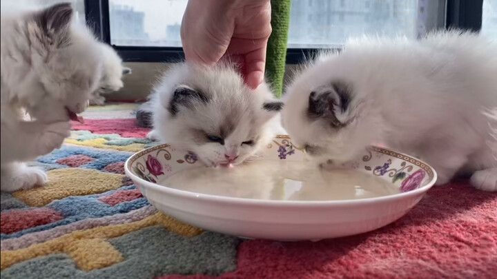[Pecinta Kucing] Paksa kucing minum susunya