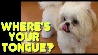 Cute Shih Tzu Puppy Knows How To Show His Tongue