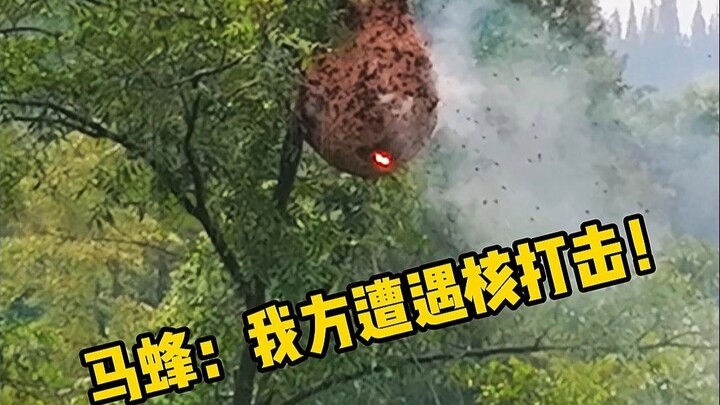 Ong bắp cày: Lúc đó tôi sợ hết hồn! Từ cách 200 mét, một tia laser bắn tới, tổ ong khổng lồ lập tức 
