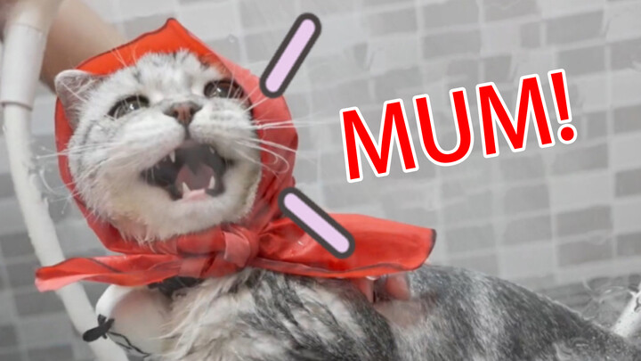 Cat|The Scene of Bathing the Cat