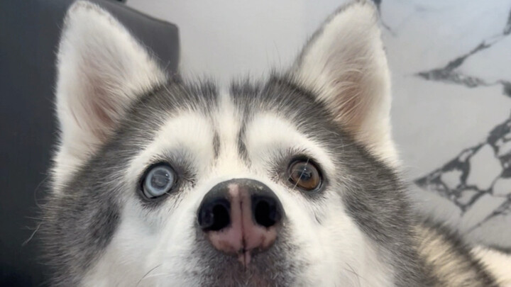 If you guess right, you’ll become a stray dog from now on!