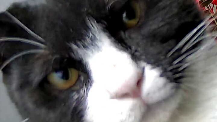 แมวตัวนี้อยู่บ้านแล้วก็โป๊จนเห็นหน้าอกเลยเหรอ?