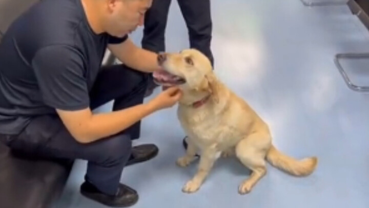 Got a Job for My Lost Dog!