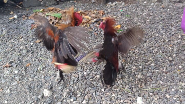 Mclean Hatch VS YLH Muff  Melsim spar