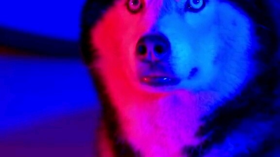 Cùng một hiệu ứng như vậy, đến lượt chú chó Husky thì quả nhiên là Husky vẫn khác biệt