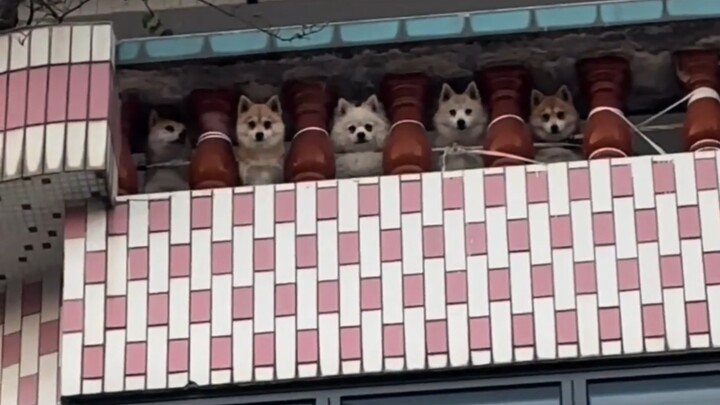 Chú chó tò mò trên tầng chợ rau