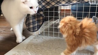 A Bossy Newcomer! Two Cats Met for the First Time